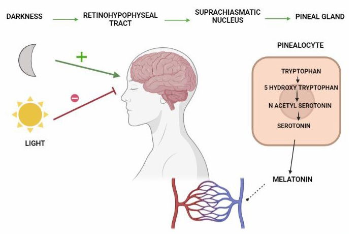 Role of melatonin on renal ischemia-reperfusion injury