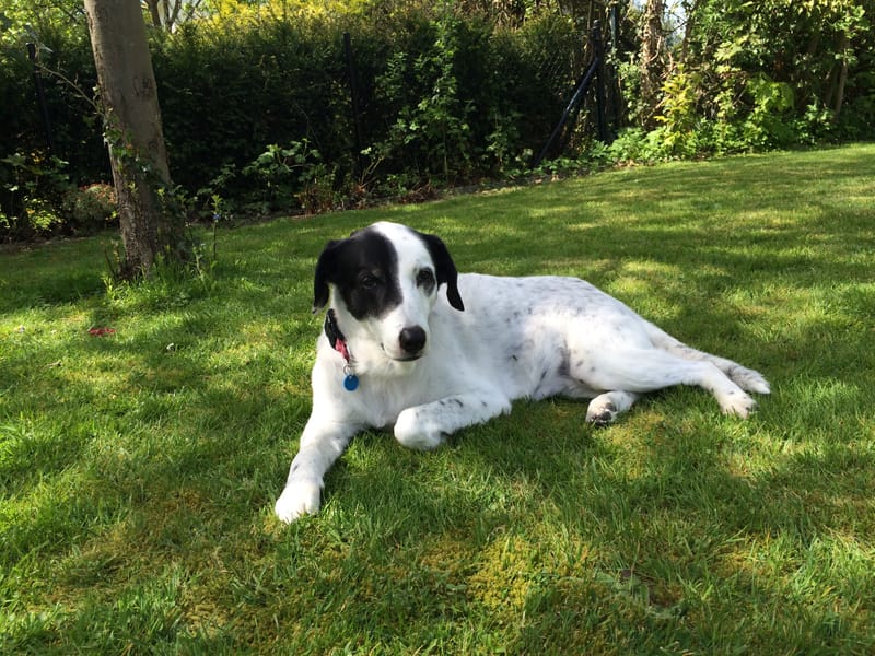 Saying goodbye to Joy