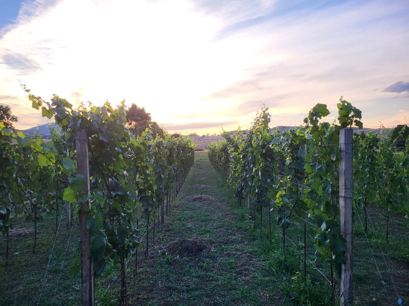 Plodovi zemlje i rada vridnih ruku u Stepenu