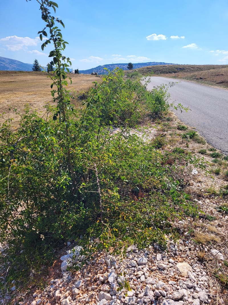POZIV: Akcija čišćenja oko ceste u selu