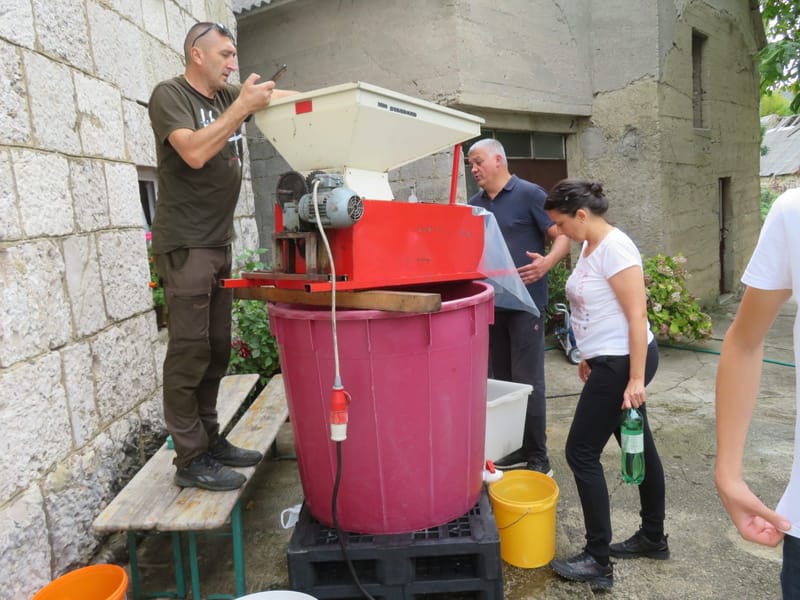 Prve kapljice mošta iz Antina vinograda