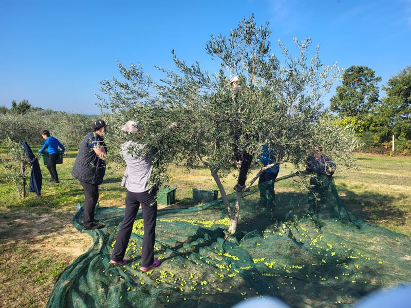 Stepenjani u uzgoju i berbi maslina!
