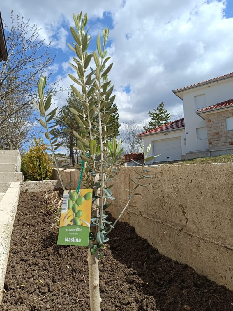 Prva maslina u Stepenu