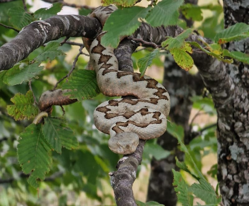 Lipota i opasnosti prirode