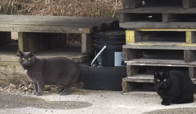 This is how people are helping thousands of feral cats in Toronto