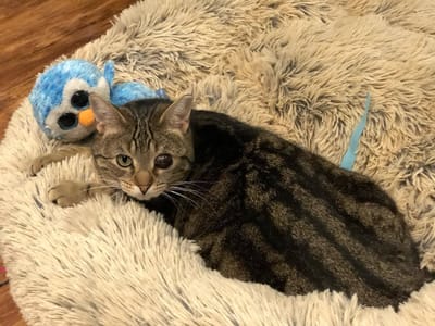Toronto cat rescue is asking communities for their recyclables