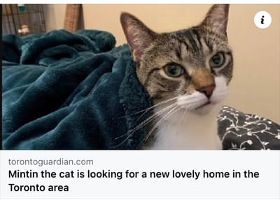 Mintin the cat is looking for a new lovely home in the Toronto area