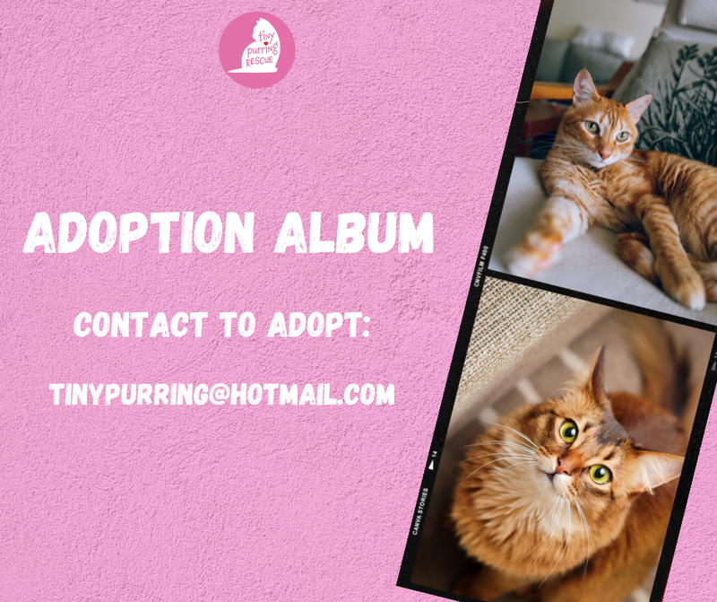 Adoption Gallery