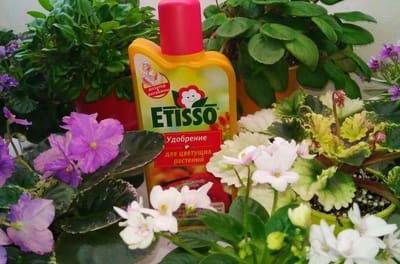 Удобрения для фиалок.                            Какими бывают и как их использовать?