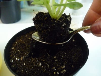 Как пересадить комнатную фиалку?