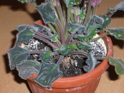 Все болезни фиалок и способы их лечения.