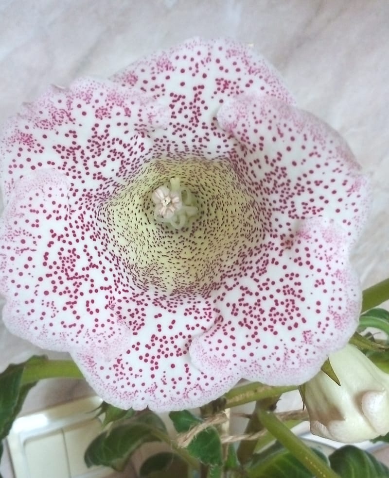 sinningia imperatriza