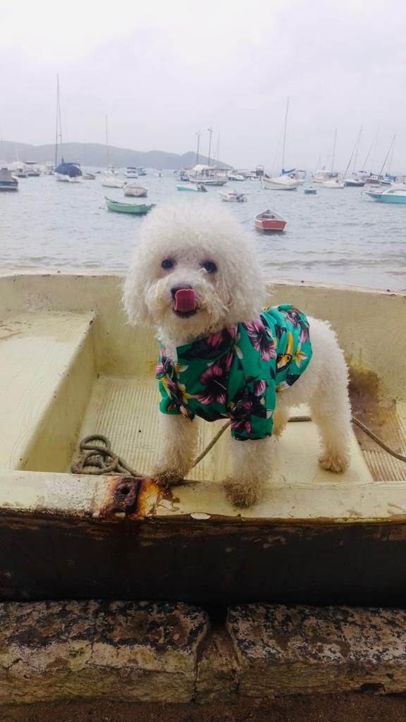 Trabalho em Equipe Inusitado: Como Todos em Minha Casa, Inclusive o Cachorro, Contribuem para o Sucesso 🐶🐶