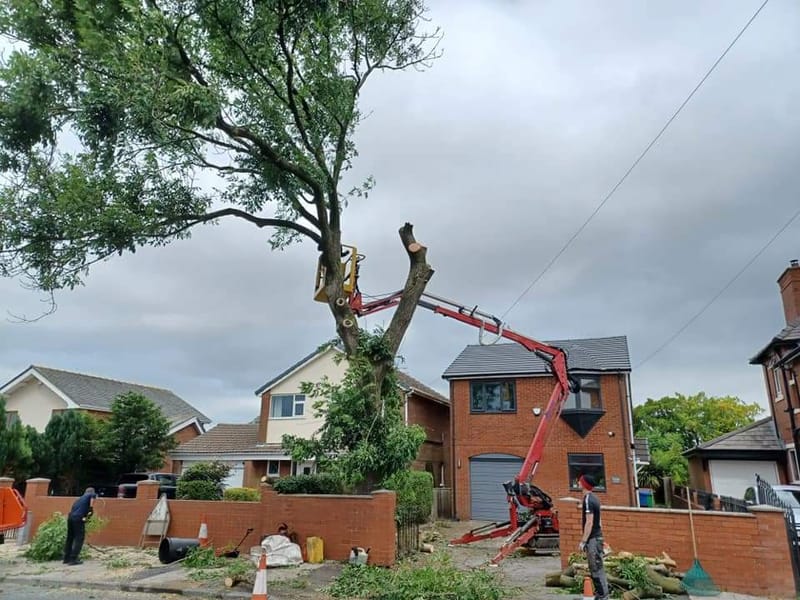 All aspects of tree work