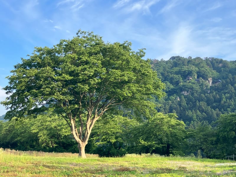 山寺の風を感じるTC