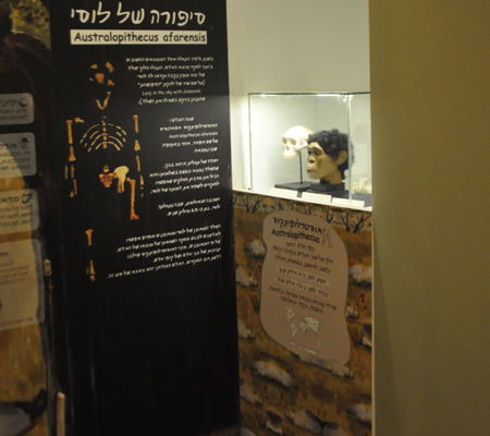 פיתוח עיצוב וביצוע של ויטרינות ואמצעי המחשה במרכז מבקרים בנושא האדם הקדמון