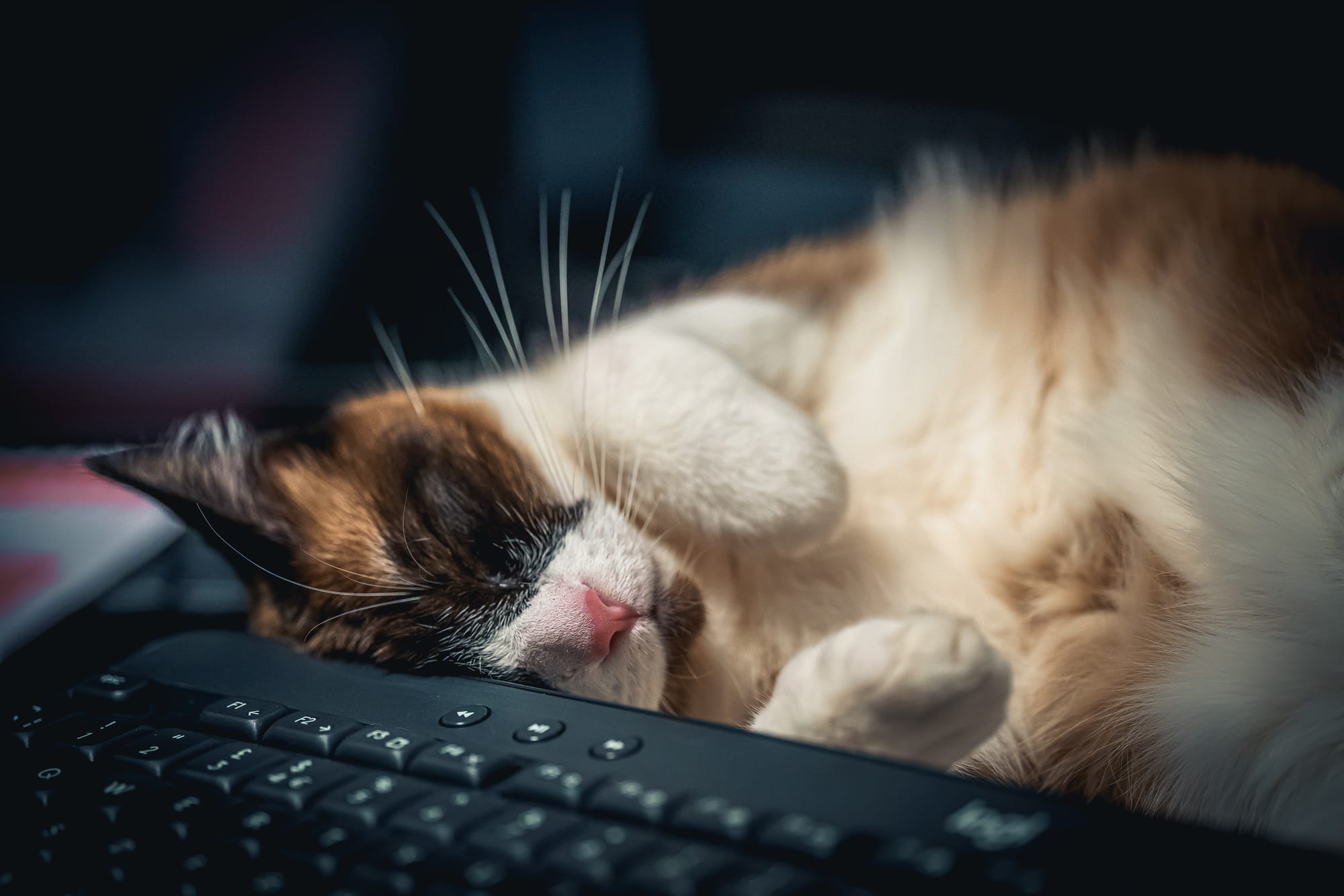 Kitten on the keys
