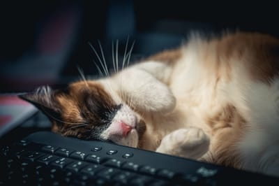 Kitten on the keys