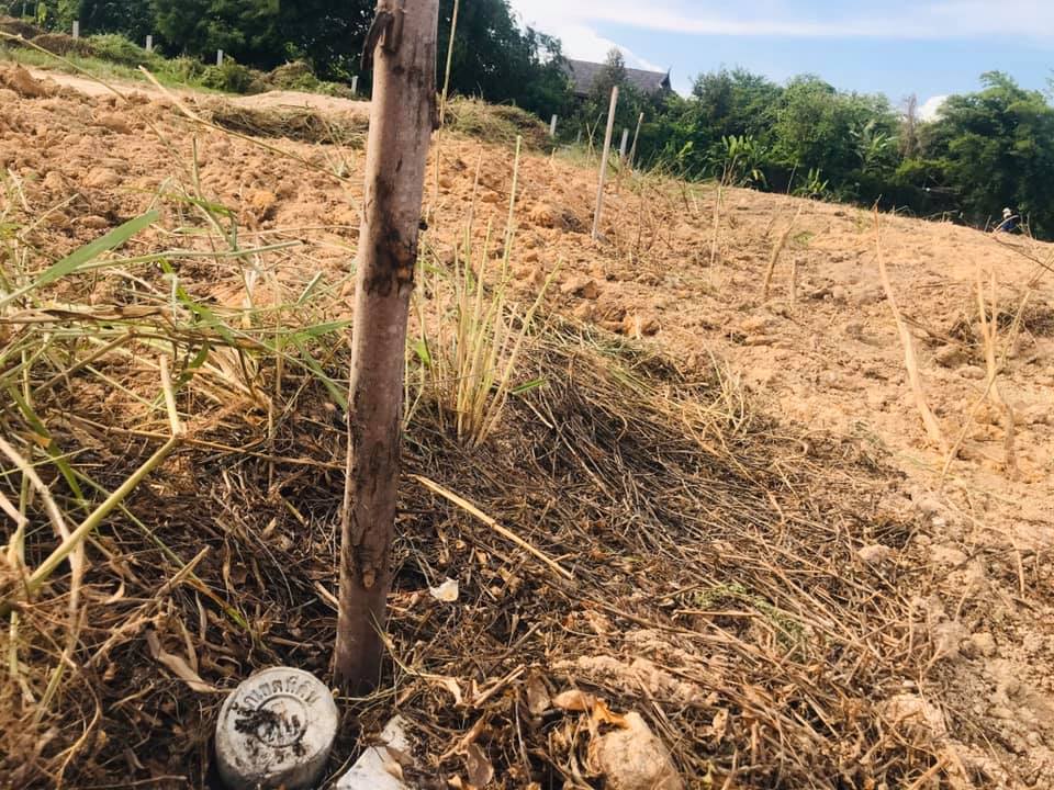 เซอร์เวย์