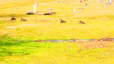 Preserving African American History in Local Cemeteries