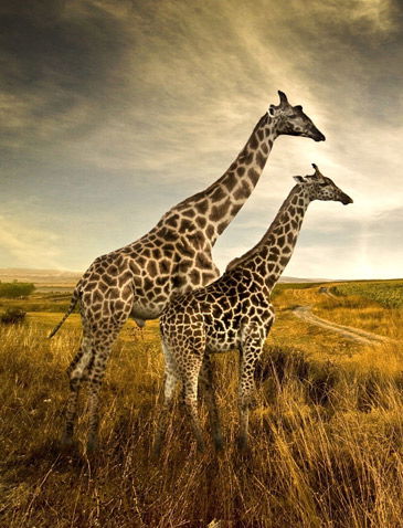 African Safari Packages From England For Unbelievable Travel Memories