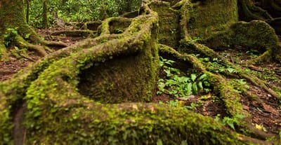 Kakamega Forest National Reserve: A Beautiful Place To Enjoy Wildlife