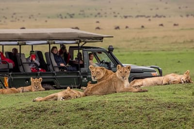 What makes The Best Luxury Kenya Safari Tours Renowned?
