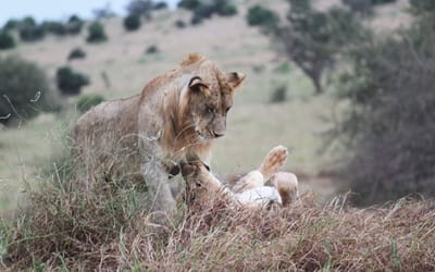 Amboseli National Park Tour Package – Make Your Choice Today