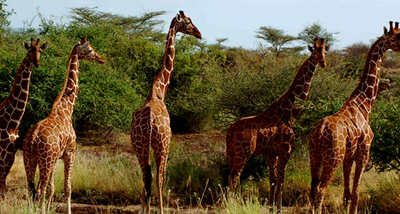 4 Days Tsavo East West Amboseli Safari: Encounter Diverse Wildlife In Tsavo East National Park