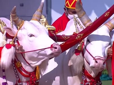 เลขเด็ด-เลขมงคล ‘วันพืชมงคล’ 16 5 65 พระราชพิธีจรดพระนังคัลแรกนาขวัญ image