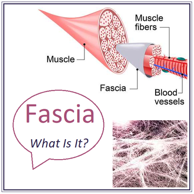 Fascia