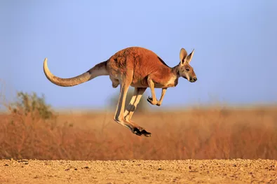 Putting the BOUNCE back in your step!