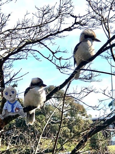 Henry and the kookaburras