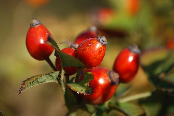 ROSA MOSQUETA