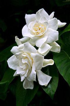 Gardenia y Nardo