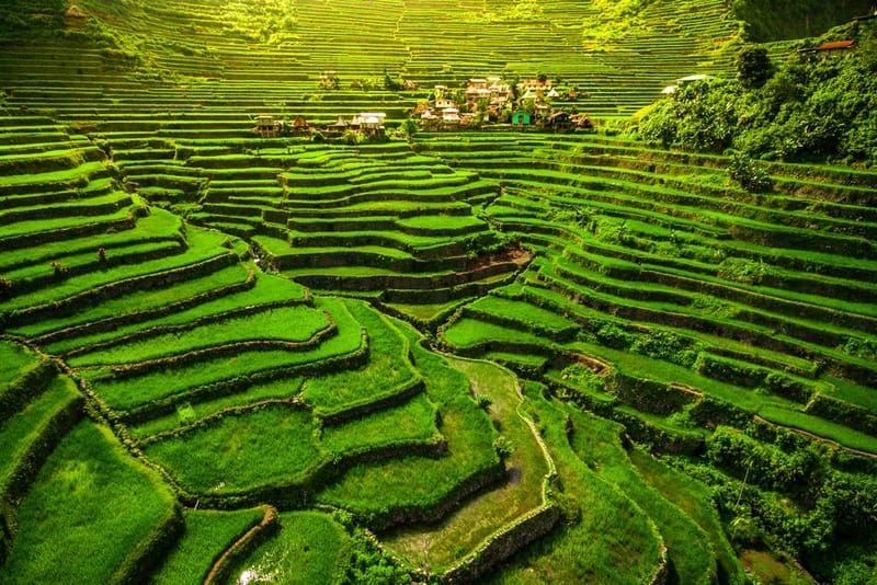 PHILLIPINES -RICE (AGRICULTURE AND TRAVEL)