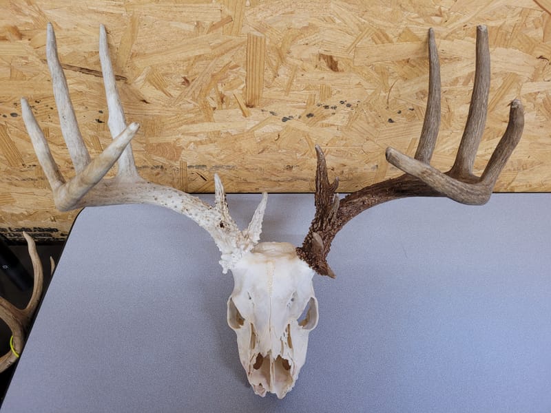 Antler restoration and repair