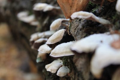 Mycology and Phytopathology