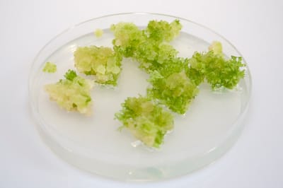 Plant Physiology and Biochemistry