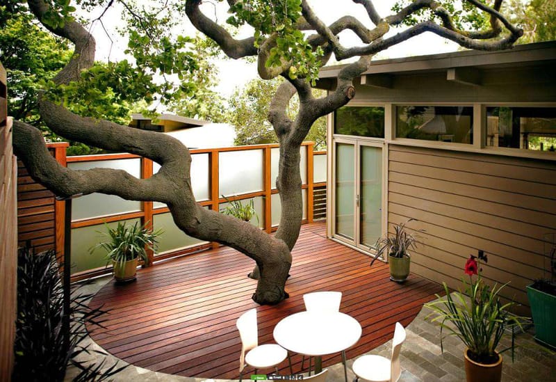 Here's why and how you can grow trees around your house
