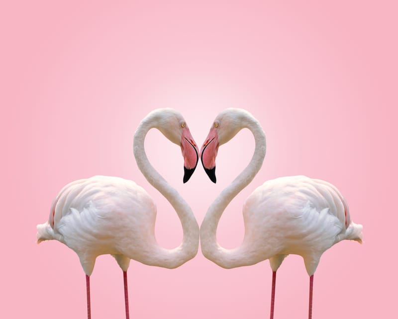 Flamingo Love