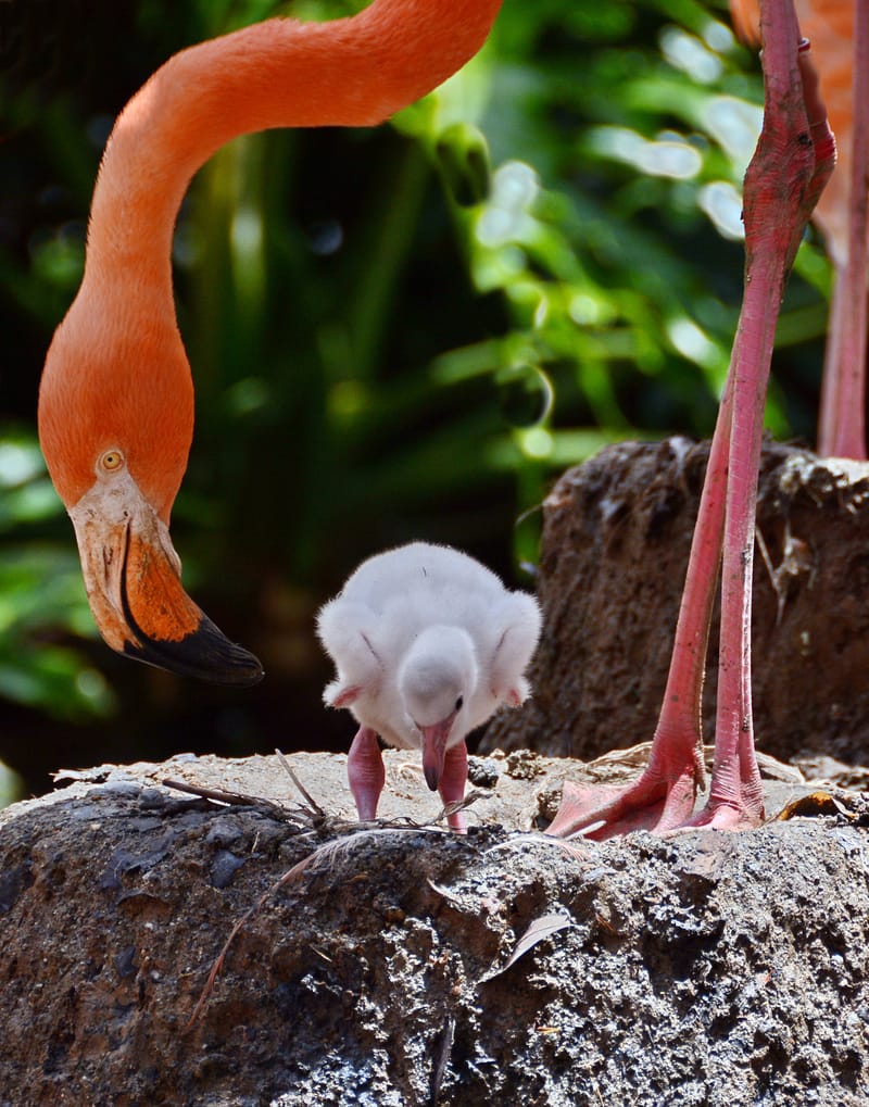 Baby Flamingos