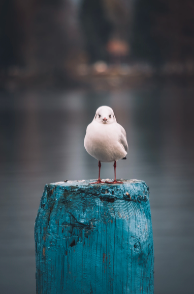 Martı Yavrusu/Elif AKŞAHİN