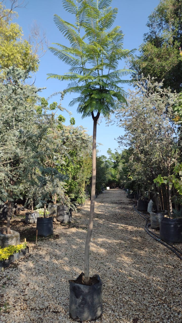 JACARANDA