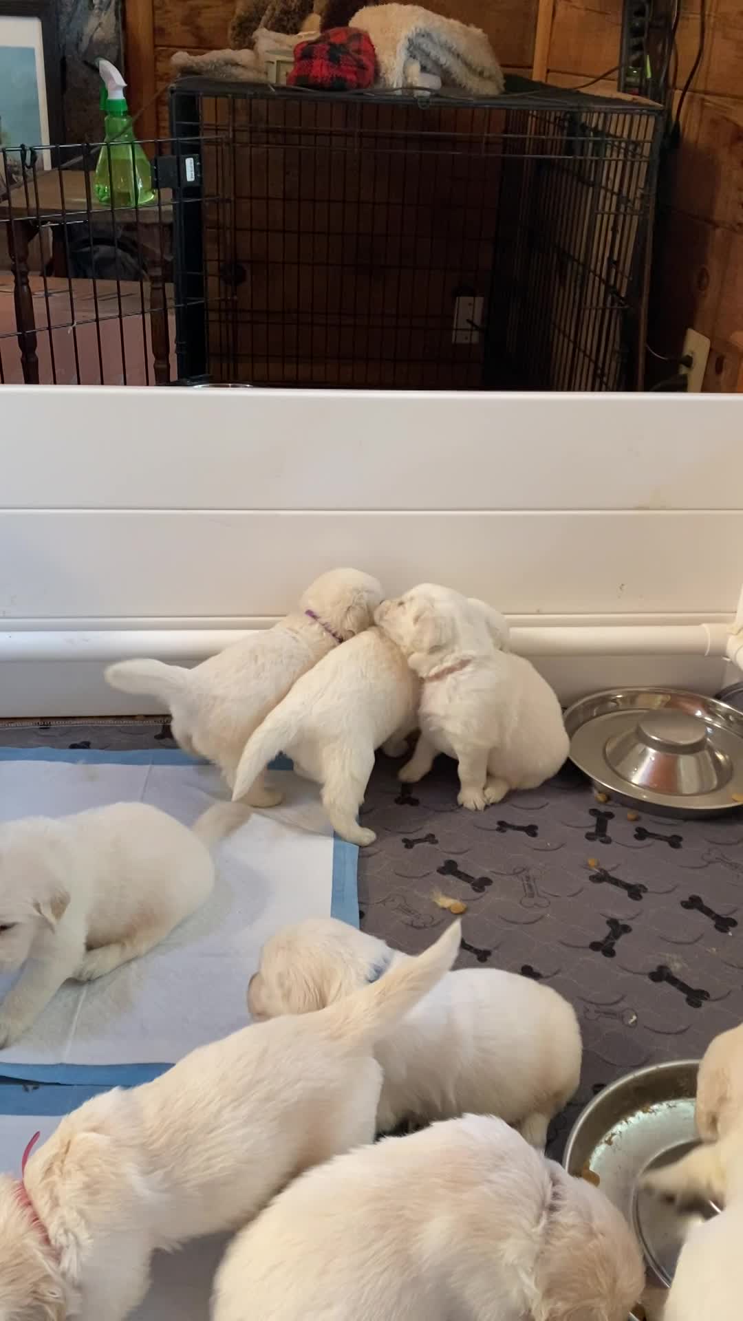 3 1/2 weeks.  6/9/22