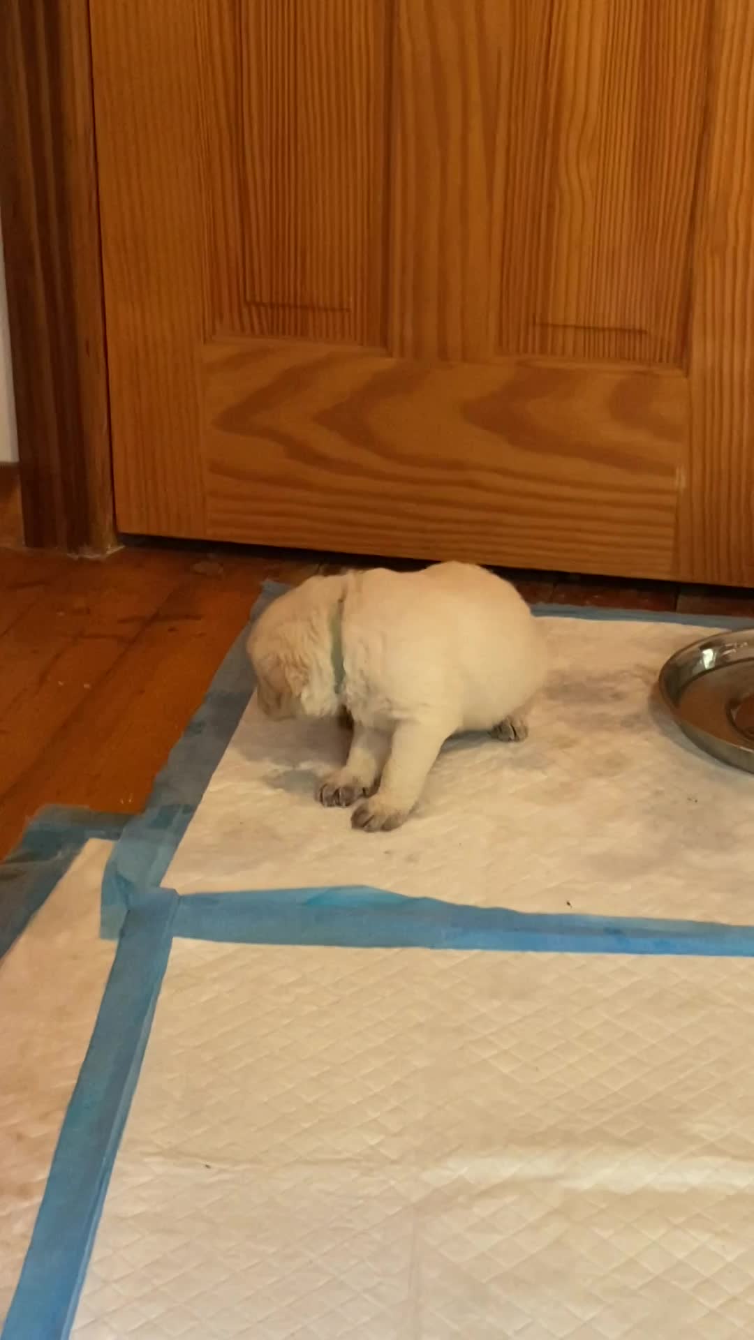 Minty green the smallest boy, 6/16/22.  4 weeks, 2 days