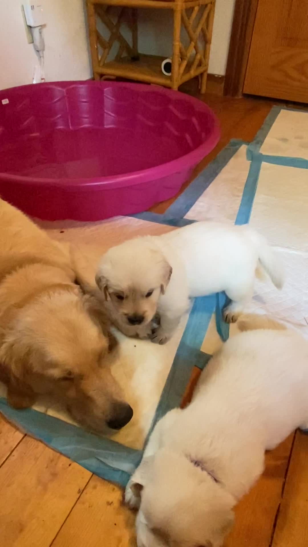 Minty green the smallest boy, 6/16/22.  4 weeks, 2 days