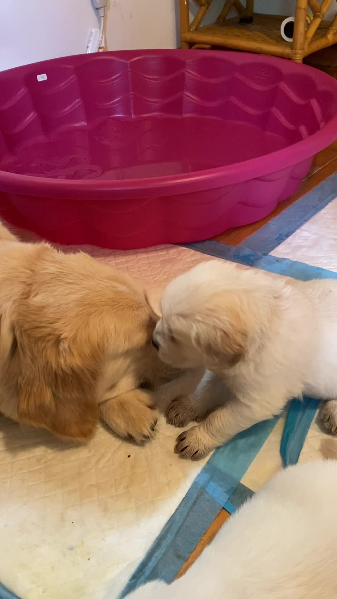 Minty green the smallest boy, 6/16/22.  4 weeks, 2 days loving Momma