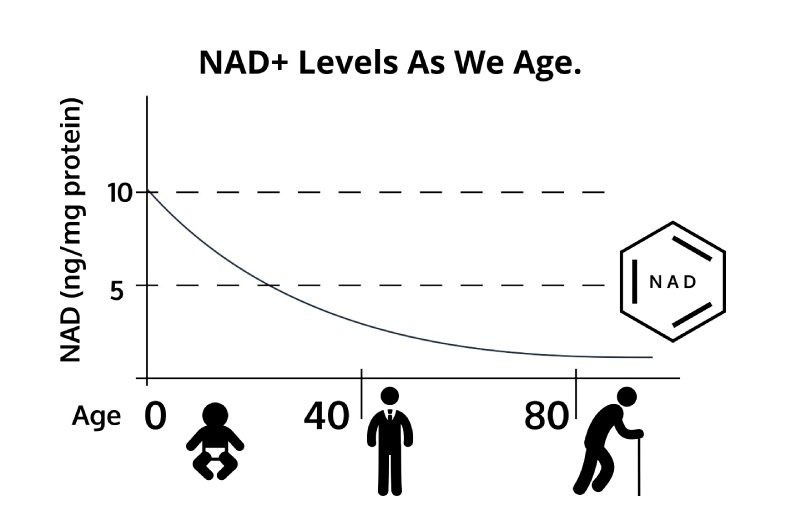 老化プロセスとNAD+