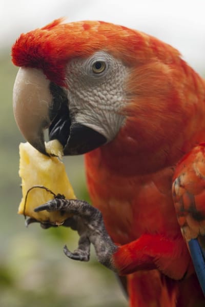 Selecting Parrotlets As Pets image